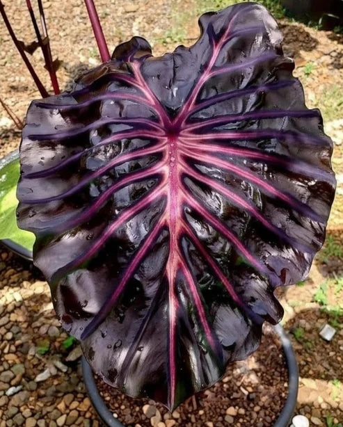 Colocasia Starling leaf with glossy near-black foliage and vivid pink veining