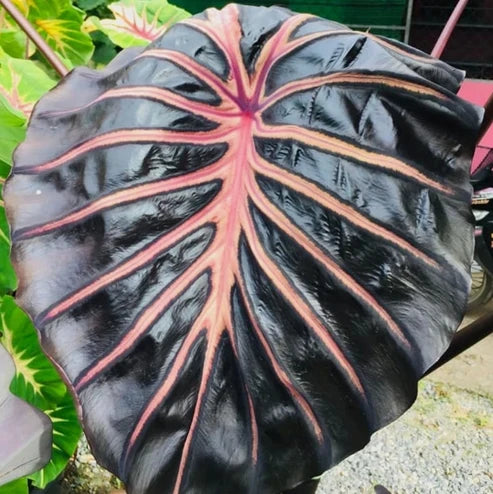 Close-up of Colocasia Starling showing deep black-purple foliage and prominent pink veining