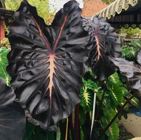 Mature Colocasia Starling with dark sculpted leaves and contrasting pink veins