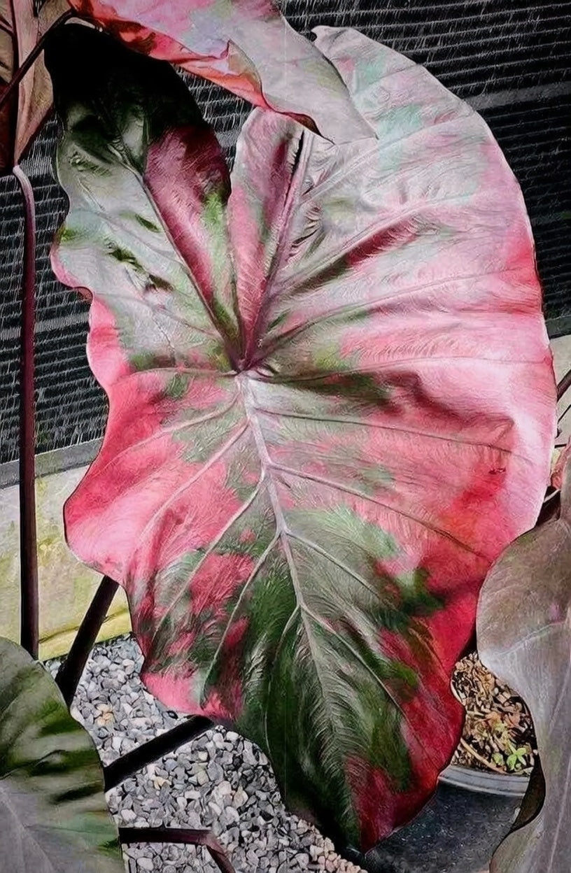 Colocasia ‘Suksathid #2’ pink and dark foliage detail
