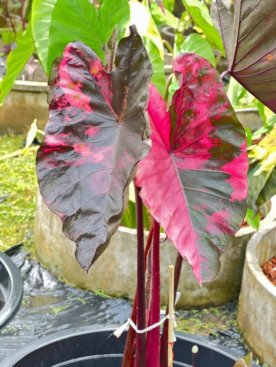 Mature Colocasia ‘Suksathid #2’ showing pink variegated foliage