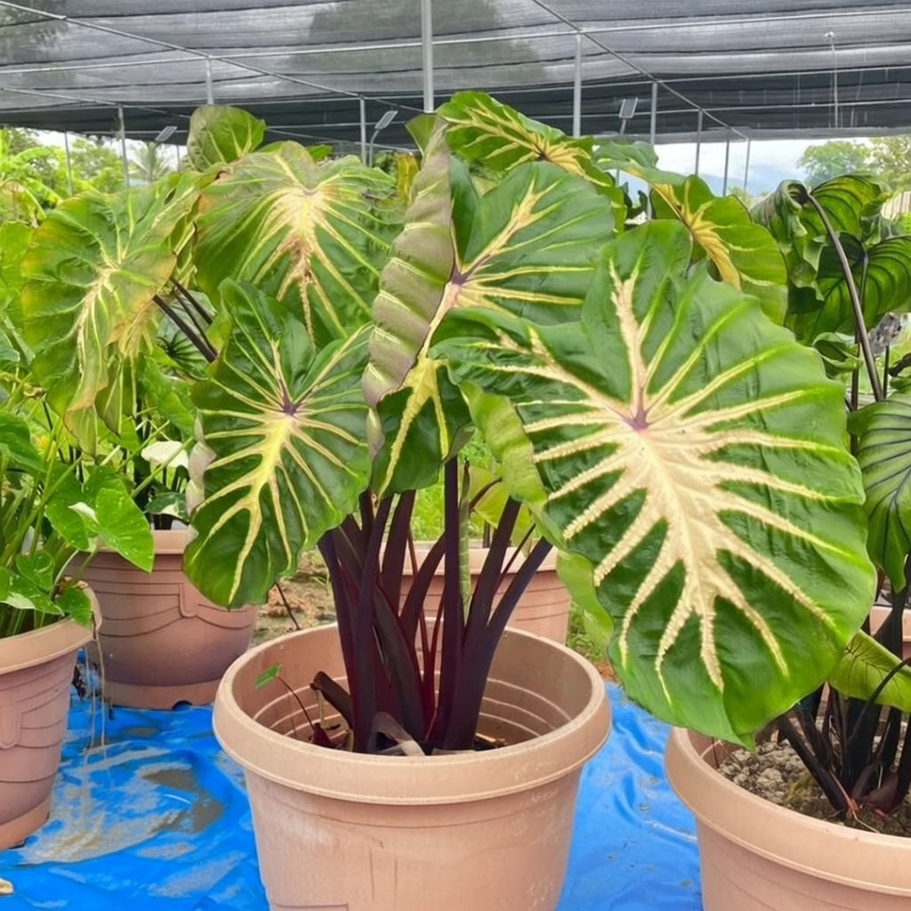 Close-up of Colocasia ‘White Lava’ leaf markings