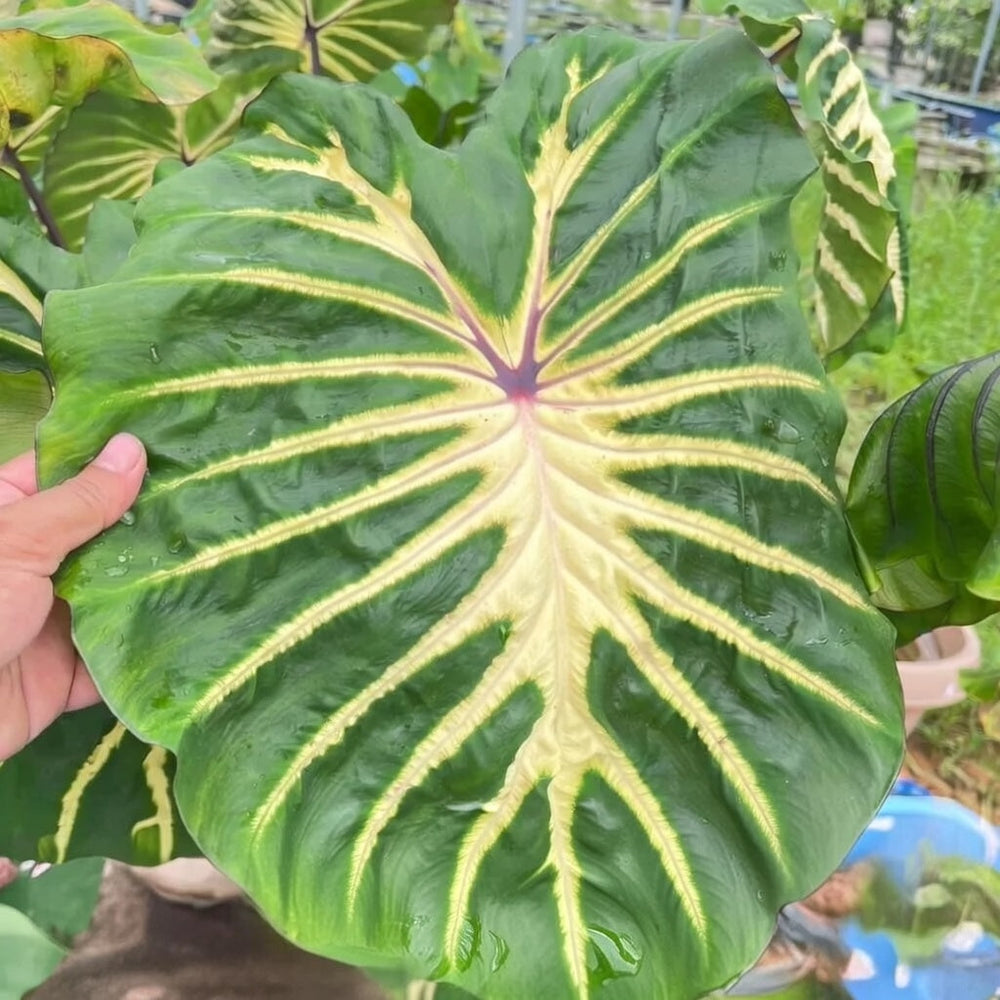 Colocasia ‘White Lava’
