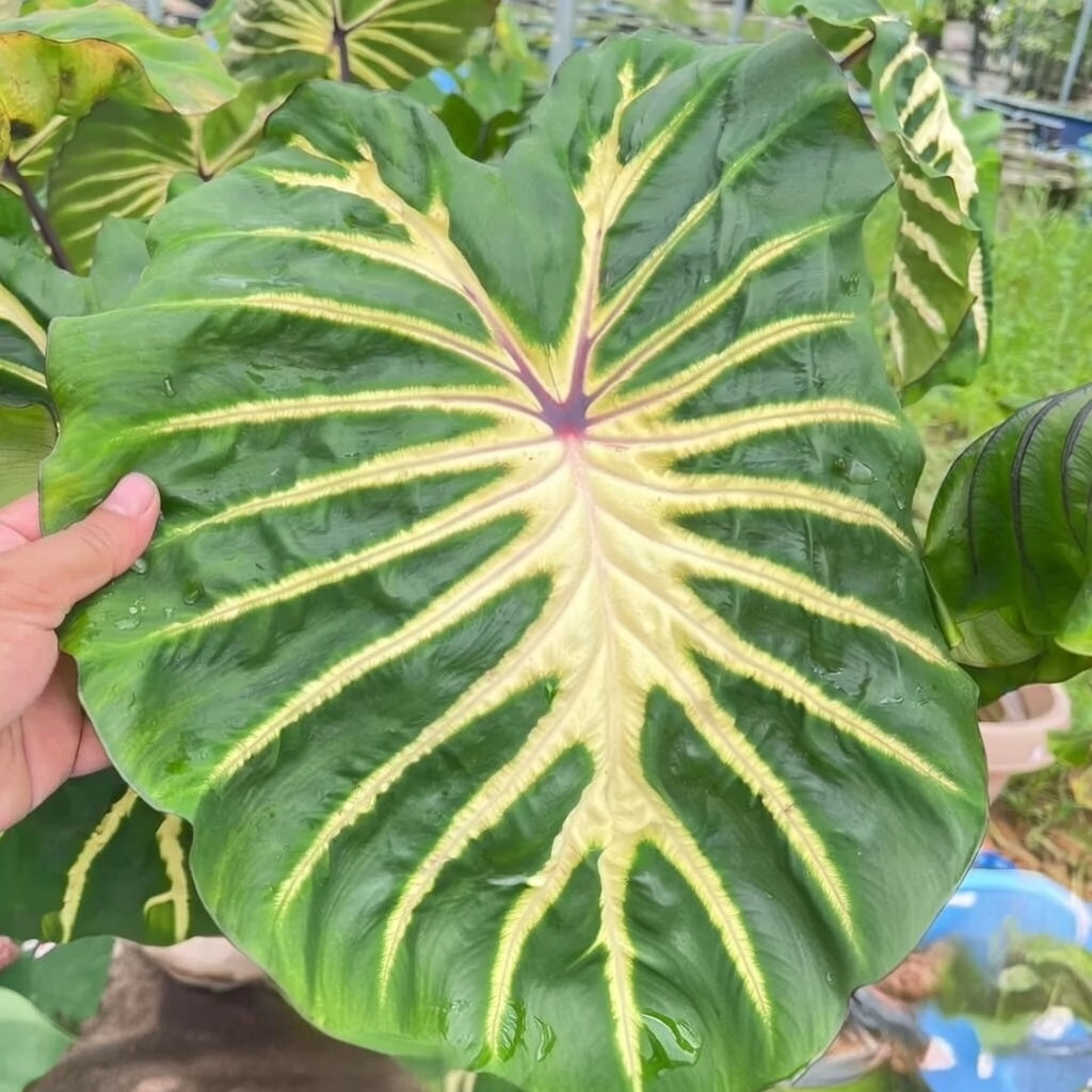 Mature Colocasia ‘White Lava’ leaf with pale central markings